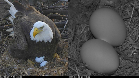 AEF American Bald Eagle, named "First Lady," laid her first egg of 2017 LIVE on the DC Eagle Cam (dceaglecam.org). The world has been watching and waiting to see if she and her faithful eagle companion, Mr. President, would have the chance to raise two eaglets again in 2017, and now that opportunity has arrived. (Photo: Business Wire)