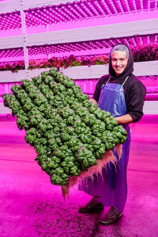 Philips Lighting and Ecobain Gardens Transform First Commercial Vertical Farm Operation in Canada. (Photo: Business Wire)