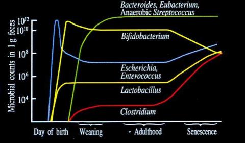 (Fig.1) Changes in gut microbiota with age (Schematic diagram based on data obtained by culture-based method) (Graphic: Business Wire)