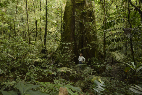 Fabián López, Cuenca regional coordinator, Nature and Culture International (NCI), surveys the tropical forest under a towering ficus tree. NCI, founded in Del Mar, Calif., helped Ecuador establish the 6.3-million-acre Pastaza Ecological Sustainable Use Area in the Ecuadorian Amazon Forest. The preserve, which is about the size of the state of Maryland, is one of the most biodiverse areas on Earth. The announcement of the preserve was the culmination of three years of collaboration by provincial and local governments in Ecuador, indigenous communities and NCI. (Photo: Business Wire)