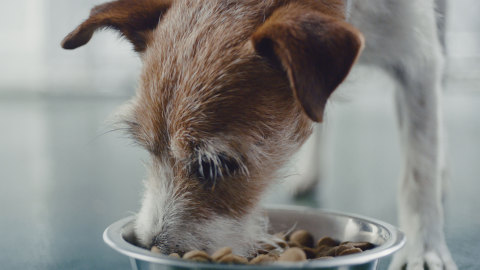 PetSmart announced today the launch of its new Buy a Bag, Give a Meal™ program, where for every bag of dog or cat food purchased online and at all its 1,500-plus stores across the U.S., Canada and Puerto Rico, the leading pet specialty retailer will donate a meal to a pet in need. The program runs March 1-Dec. 31, 2017, and PetSmart expects to donate more than 60 million meals. Nonprofit partner PetSmart Charities® will be the recipient of the significant donation and plans to collaborate with national nonprofits to help distribute the pet food to pets in need served by pet shelters, animal welfare organizations and food banks. (Photo: Business Wire)