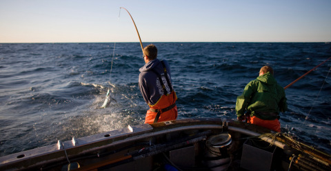 In keeping with Whole Foods Market's new requirements for canned tuna, fishermen use a pole-and-line method to catch fish one at a time, which prevents bycatch and creates more fishing jobs than large industrial tuna vessels. (Photo: Business Wire)