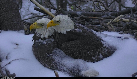 'The First Lady' and 'Mr. President' shelter their eggs from Winter Storm Stella. Photo (C) 2017 American Eagle Foundation