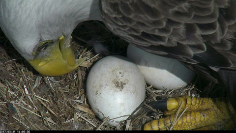 Viewers from around the globe are now on 'hatch-watch' anticipating the arrival of two adorable bald eaglets in our nation's capital. (Photo: Business Wire)