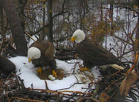 Mr. President and The First Lady proudly watch over their eggs as they wait on them to hatch in Washington, D.C. (Photo: Business Wire)