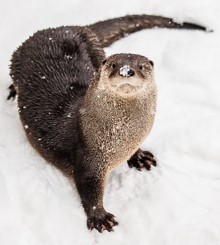 Evoqua's Vortisand water filtration system is now in service at the Montreal Ecomuseum Zoo, making it possible for visitors to see the zoo’s otters at play. Photo courtesy of the Montreal Ecomuseum Zoo.