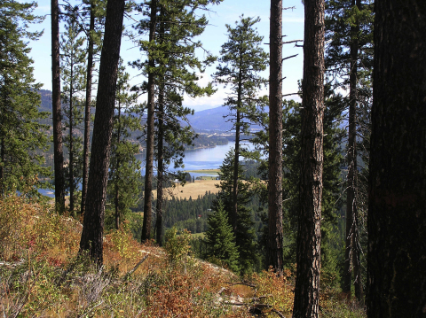 Project Ruby Creek Timberland Offering. (Photo: Business Wire)