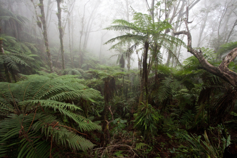 Haiti cloud forest photo by Robin Moore