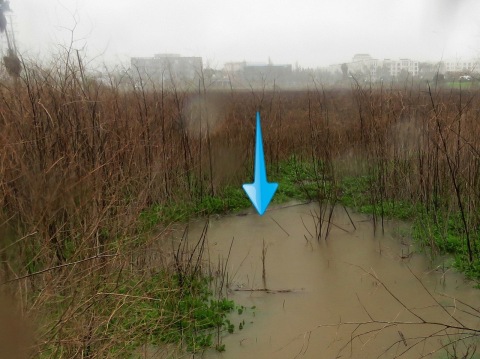1-22-17 South Wetland Drain - Rains Submerge Illegal Playa Vista Drain. Approximately 1 foot tall, from soil to grill-peak. Multiple rain events submerged the drains. (Photo: Business Wire)
