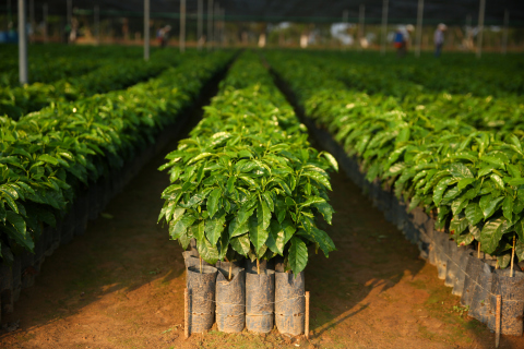 Starbucks Is Fighting For The Future Of Coffee By Providing 100 Million Healthy Coffee Trees By 2025, April 17 (Photo: Business Wire)