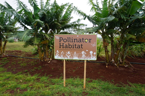 Monsanto Hawaii is just one of Monsanto's sites awarded certification by the Wildlife Habitat Council (WHC) for conservation efforts. The WHC is a national organization that promotes and certifies habitat conservation and management on corporate lands. (Photo: Business Wire)