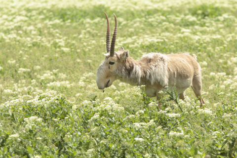 Morris Animal Foundation is fighting to save the critically endangered saiga antelope with an emergency grant from its Betty White Wildlife Rapid Response Fund which funds critical health studies. (Photo: Business Wire)