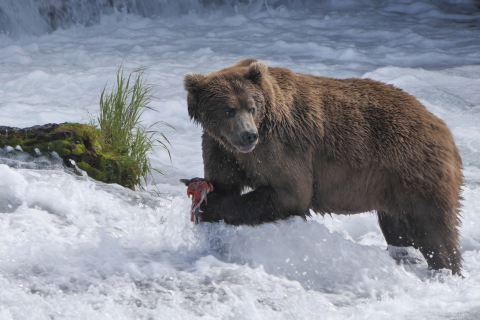 Brown bear catching salmon in Brooks Falls Katmai National Park and Preserve, Alaska. Courtesy of Gareth Wildman.