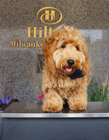 When you stay at the Hilton Milwaukee City Center for Memorial Day, you can also visit Millie, the hotel's canine concierge, for a snuggle or two. (Photo: Business Wire)