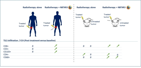 Tumor Immune Cell Infiltrates (TILs) (Photo: Business Wire)