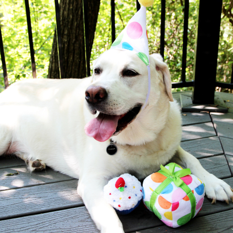 Champ smiles for the camera at his recent birthday party with his favorite toys from PetSmart's newly launched and first-ever Birthday Collection. The festive new line offers an assortment of toys, treats, apparel and accessories available year-round to help pet parents celebrate birthdays and "Gotcha Days" - the day a pet was adopted. (Photo: Business Wire)
