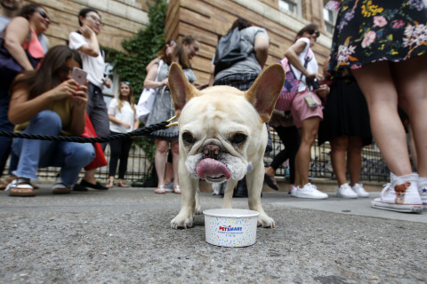Instagram pet celebrity @thedailywalter loved his dog-friendly ice cream treat from the first-ever Dog-Human Ice Cream Truck which toured local New York City parks to celebrate National Ice Cream Day last year. This year on July 12, PetSmart is rolling out these special treat trucks in four cities hosting free Doggie Ice Cream Socials in New York City, Dallas, Seattle and Toronto to celebrate this year's National Ice Cream Day on July 16, and to highlight the special hospitality of Doggie Ice Cream Sundaes offered every day at PetSmart's PetsHotels. In addition to these coast-to-coast PetSmart events, all PetSmart PetsHotel locations across the U.S., Canada and Puerto Rico will be offering free Doggie Ice Cream Sundaes on National Ice Cream Day – Sunday, July 16. (Jason Decrow /AP Images for PetSmart, Inc.)