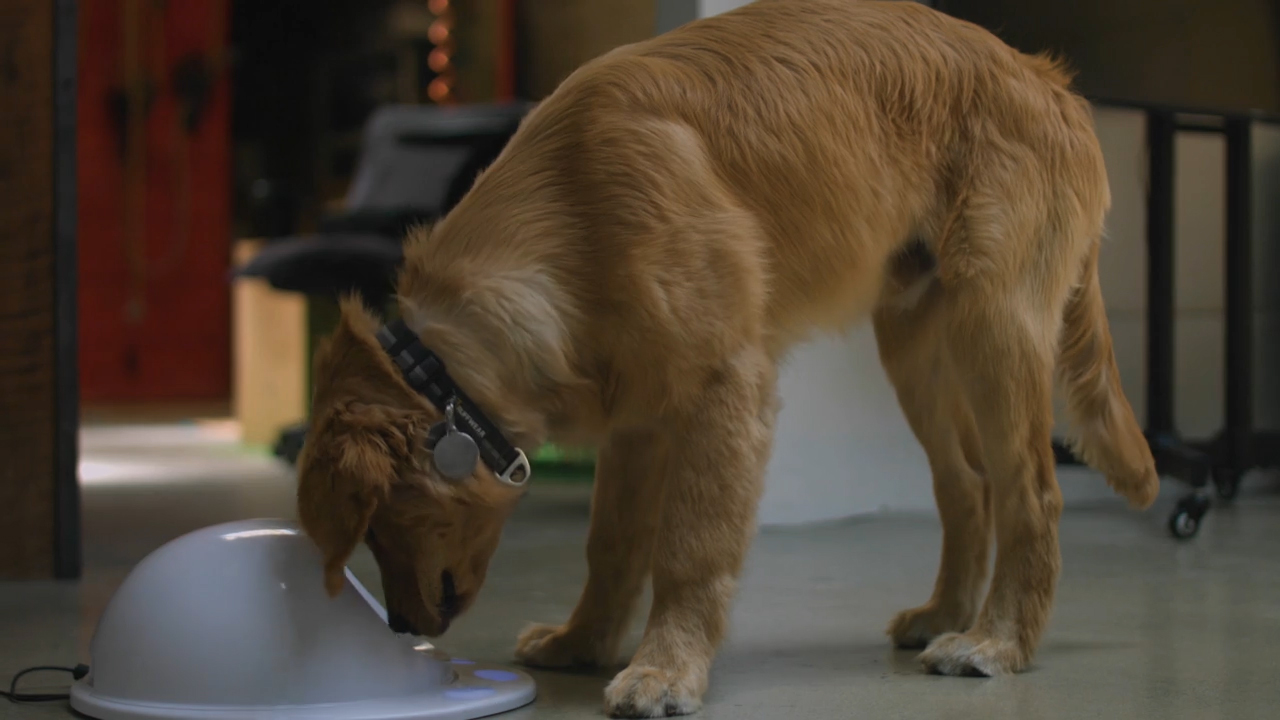 Dogs need games too. CleverPet’s game console for dogs shows they can see colors.
