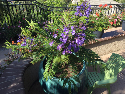 Jacaranda 'Bonsai Blue' in multi-branch form. Fantastic specimen shrub for border accents or patio containers. Semi-evergreen. Prefers full sun. Low water once established and heat tolerant. (Photo: Business Wire)
