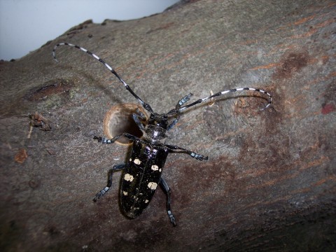 Asian longhorned beetle with round exit hole. (Photo: USDA)