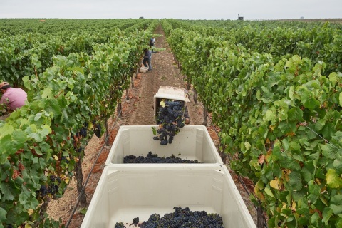 Mumm Napa begins Napa Valley grape harvest (Photo: Business Wire)