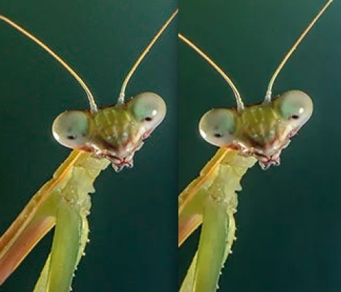 500px today announced support for Google Chrome’s WebP format. In this split screen image, 500px shows a JPEG image on the left and WeBP version on the right. Testing shows similar or better image quality combined with on average 25 percent reduction in file sizes. (Photo credit: Roberto Aldrovandi)