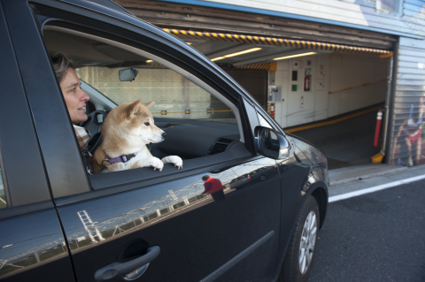 More than 1 Le Shuttle client out of 10 is travelling with his pet - Copyright Eurotunnel