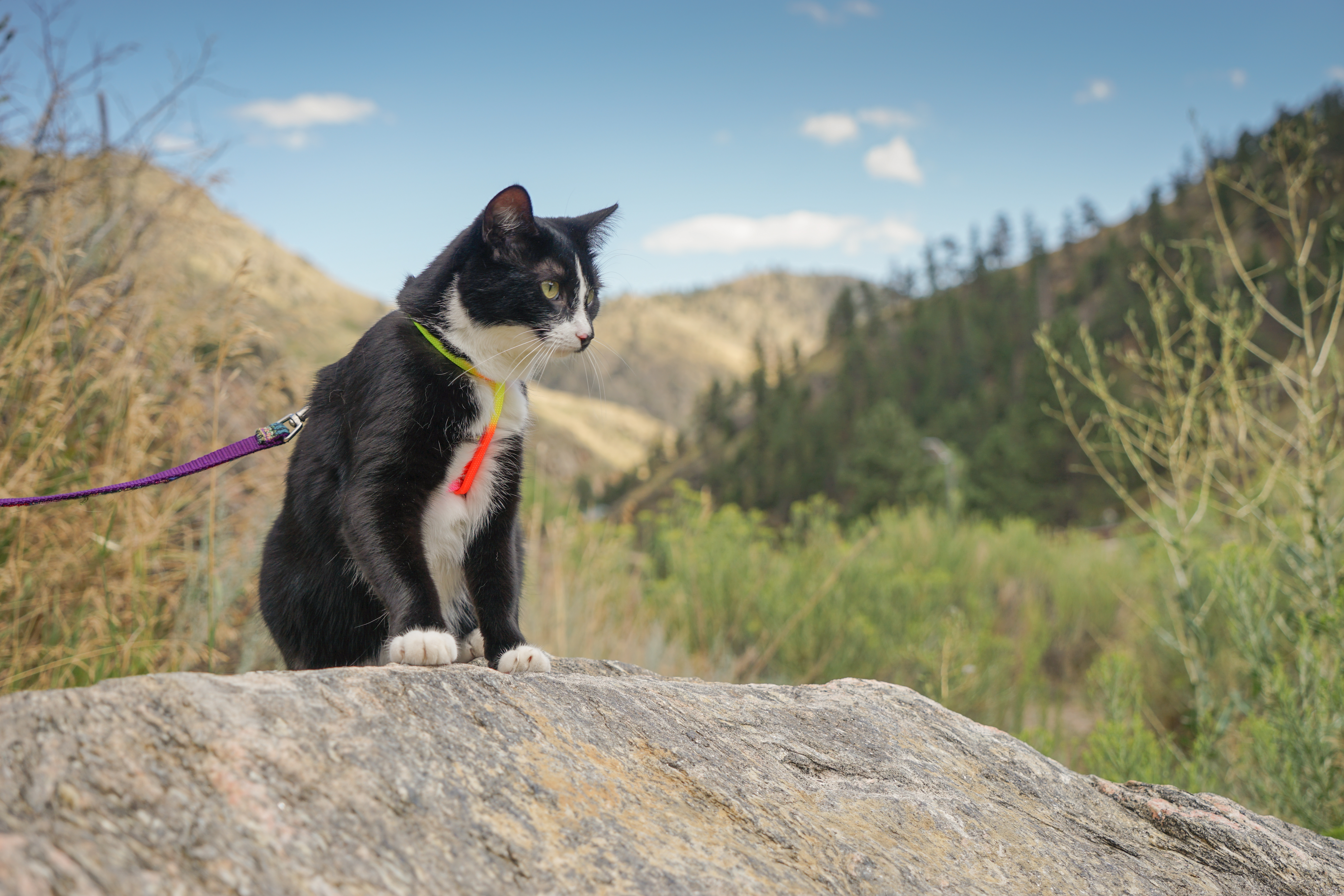 Petsmart online cat laser