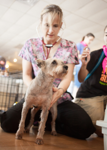 A veterinarian at Austin Pets Alive! delivers aid to an animal affected by Hurricane Harvey, thanks to a grant from GreaterGood.org and Boehringer Ingelheim. (Photo credit: Mike Ryan/Austin Pets Alive!)