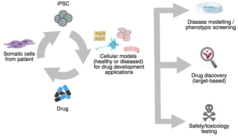 Ncardia is a leader in standardized, validated iPSC assays for safety, phenotypic screening and disease modeling. For scientists conducting cardiovascular and neural safety and efficacy projects, Ncardia is providing tools to facilitate accelerated development of drugs, while replacing animal studies and putting a "human" aspect back into drug discovery. (Graphic: Business Wire)
