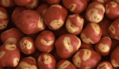 Robinson Fresh and Albert Bartlett bring premium potatoes to North America. (Photo: Albert Bartlett)