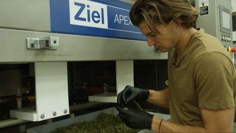 Cannabis is placed in APEX to receive a patent-pending radio frequency treatment process that reduces yeast and mold. APEX is used by companies such as Los Suenos Farms and The Green Solution. (Photo: Business Wire)