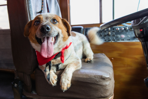 Choppa ready to make the journey in the BOBS from SKECHERS Roving Rescue bus from Houston to his forever home on the East Coast. (Photo: Business Wire)