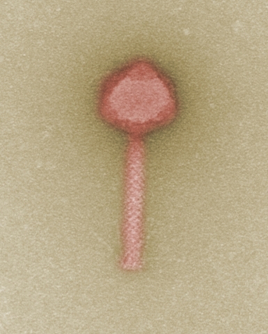 A candidate for future phage-based therapies: the bacteriophage that targets multiresistant clinical strains of Pseudomonas bacteria. © M. Rohde / HZI (Photo: Business Wire)