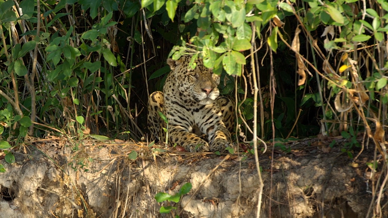 Sneak Peek of Big Cat Week's 'Jaguar vs. Croc'