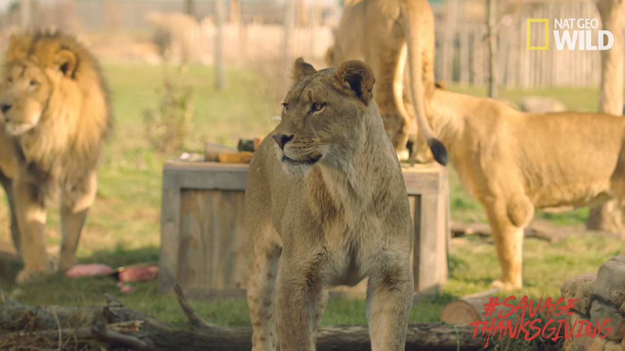 Lions Feast on the Meal of a Lifetime in Celebration of Nat Geo WILD's Savage Kingdom: Uprising Series, Premiering Black Friday