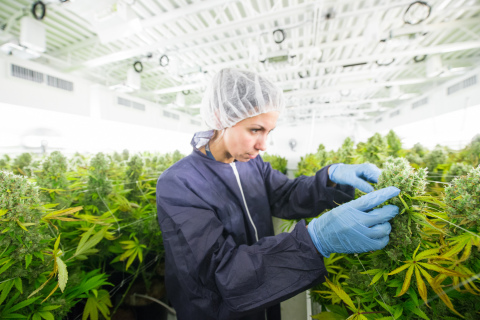 Medical cannabis is grown at Tilray's state-of-the-art medical cannabis cultivation and processing facility in Nanaimo, British Columbia. (Photo: Business Wire)