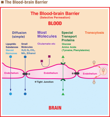The Blood-brain Barrier (Graphic: Business Wire)