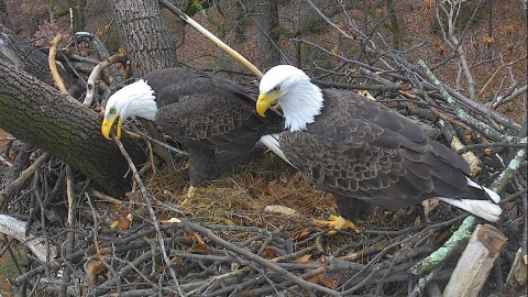 The DC Eagle Cam relaunches on December 31, 2017, just in time to ring in the New Year. Pictured here are bald eagle pair Mr. President and The First Lady inside their nest atop a Tulip Poplar Tree, preparing for another breeding and nesting season at the National Arboretum in Washington, D.C. This eagle nest cam project now features new audio equipment and two new high-definition 'pan-tilt-zoom' video cameras that will soon be streaming 24/7. Watch & Listen live on www.dceaglecam.org. The DC Eagle Cam is now one of the most popular live animal cams on the internet today with approximately 94 million views since its 2016 inception from more than 100 countries, such as the USA, Canada, Germany, United Kingdom, Australia, Brazil, Belgium, Netherlands, Ireland, Poland and Russia. (Photo: Business Wire)