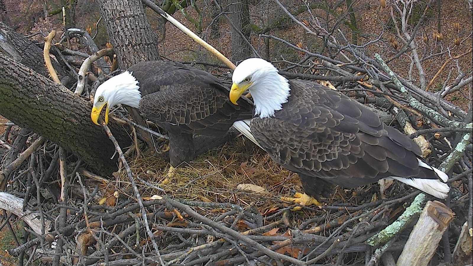 Лилия bald eagle фото и описание