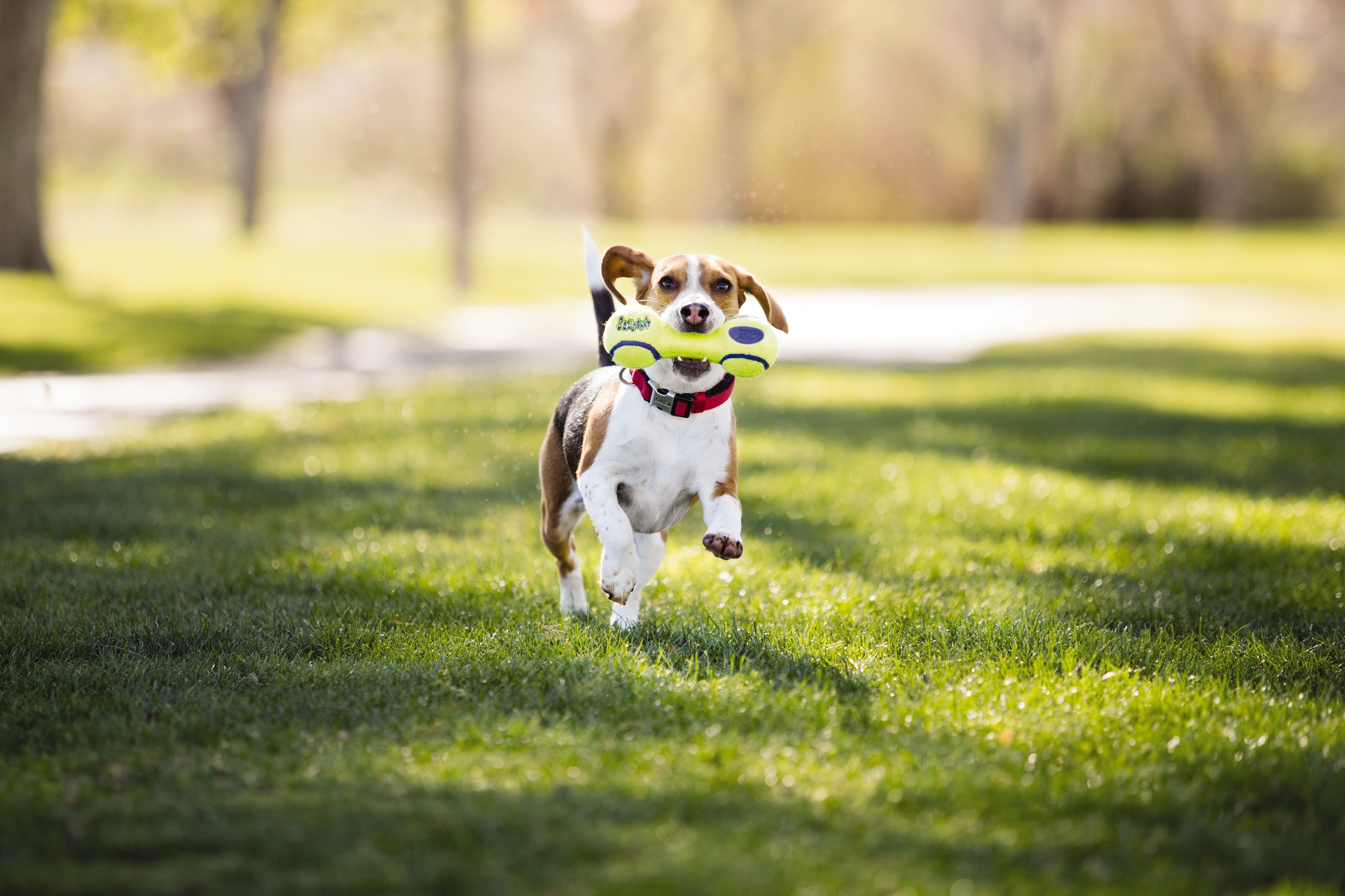 New Year, New You: Top 10 Tips for Pet Health & Wellness | Business Wire