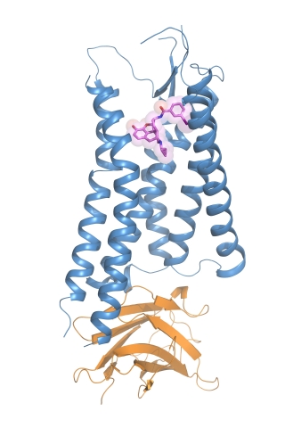 Illustration of the active state kappa opioid receptor bound to a morphine derivative (purple). Credit: Tao Che, PhD; Daniel Wacker, PhD — The Roth Lab at UNC School of Medicine. 