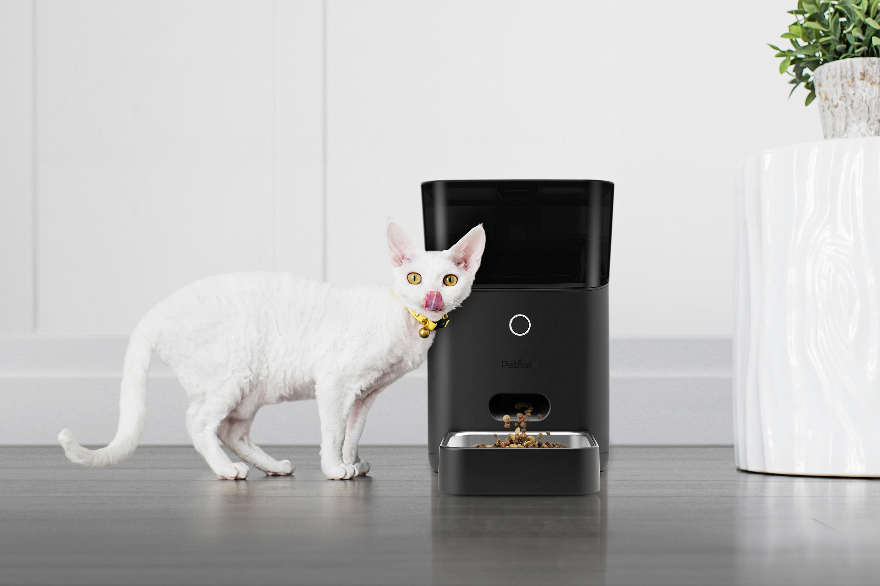 Petnet cat feeder sale