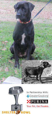 Betty was emaciated on the side of the road (inset photo). Funds raised through the 2017 Shelter Bowl allowed GreaterGood.org's Rescue Bank to send the food necessary to nurse her back to health. (Photo: Dogs, Etc. Rescue)