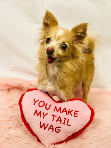 @toothfairypixie, with nearly 43,000 followers on Instagram, poses with a “conversational heart” squeaker toy from PetSmart’s just launched Valentine’s Day Collection. To celebrate the month of love, the leading pet specialty retailer across North America is now offering a variety of items for pet parents to celebrate and show their pets love on Feb. 14. The festive collection features a range of pet gifts including slogan tees, tutu dresses, plush toys and treats, as well as love-themed collars, leashes and pet beds from the ED Ellen DeGeneres line, exclusively available at PetSmart. (Photo: Business Wire)
