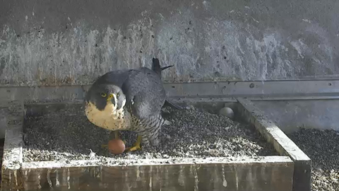 A peregrine falcon guards the first egg in her nest atop PG&E's San Francisco headquarters. (Photo: Business Wire)