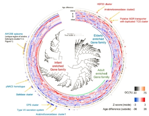 (Fig.2) Genes enriched in B. longum subsp. longum strains isolated from subjects of varying age (Graphic: Business Wire)