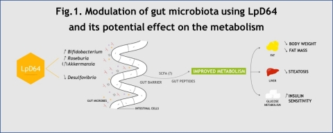 Fig.1. Modulation of gut microbiota using LpD64 and its potential effect on the metabolism (Graphic: VALBIOTIS)