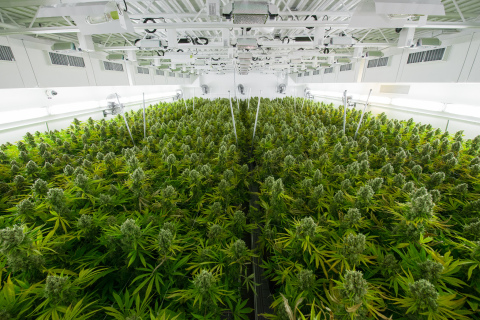 Tilray is a global pioneer in the research, cultivation, production and distribution of medical cannabis and cannabinoids currently serving tens of thousands of patients in ten countries spanning five continents. (Photo: Business Wire)