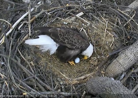 Bald Eagles “Mr. President” and “The First Lady" laid the first egg of 2018 into their National Arboretum nest in Washington, DC. They possibly will lay a second egg right before Easter weekend. Viewers at home can find out by watching the DC Eagle Cam LIVE at dceaglecam.org. (Photo: Business Wire)